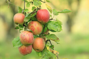 Obraz premium apples on a tree