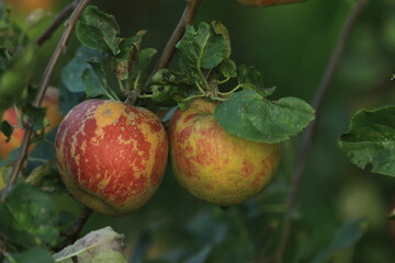 apples on a tree