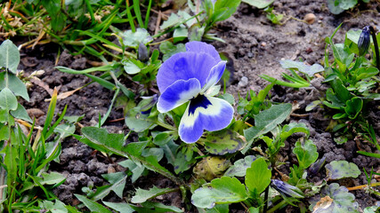 sadzony powszechnie w ogrodach i na balkonach kwiat roslina o nazwie bratek w miescie bialystok na podlasiu w polsce