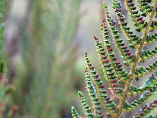 close up of leaf