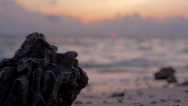 Dead stony coral piece on grainy sand beach, ocean wave washes the shore during the sunset.