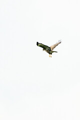One common buzzard bird, bird of pray, buteo buteo, in flight against a white sky