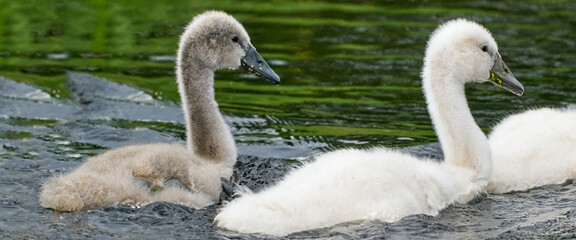 Panorama of baby swans, the little chicks swimming in a pond. white and grey colored. Duckweed floats in the water