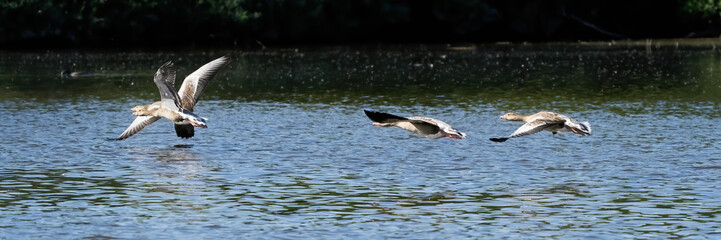 A group of gray geese, dark gray-brown goose, flying above the water, Wide long cover or banner