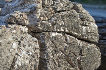 appearance of old cut wood log