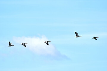 Fototapeta premium A group of gray geese, dark gray-brown goose, flying against a fresh blue sky