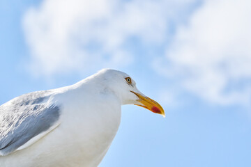A head of a seagull sits against the blue sky in the sun