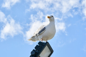 A seagull sits against the blue sky in the sun