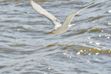 flying seagull against the sea, with the reflection of the sun in the water