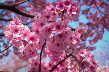 桜