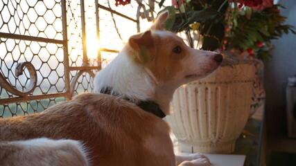 Cute young female dog indian mongrel breed.
