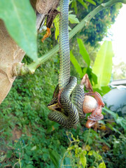 Green snake Chrysopelea ornata eating a frog