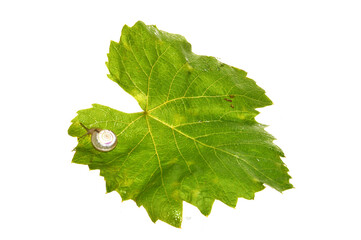 grape leaf isolated on white background