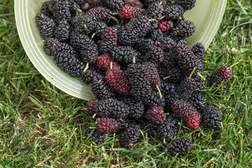 Freshly picked ripe mulberries
