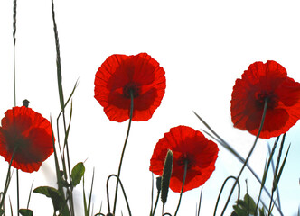 Fototapeta premium Maki kwitnące Latin papaver rhoeas ze światłem za sobą we Włoszech na wiosnę kwiat pamięci dla poległych wojennych i weteranów 11 listopada, dzień Anzac, 25 kwietnia, dzień VE, dzień VJ i dni pamięci