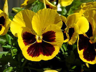 sadzony powszechnie w ogrodach i na balkonach kwiat roslina o nazwie bratek w miescie bialystok na podlasiu w polsce