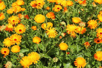 Field of common marigold (Calendula officinalis) - orange and green natural floral background