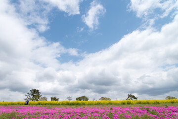 菜の花　芝桜