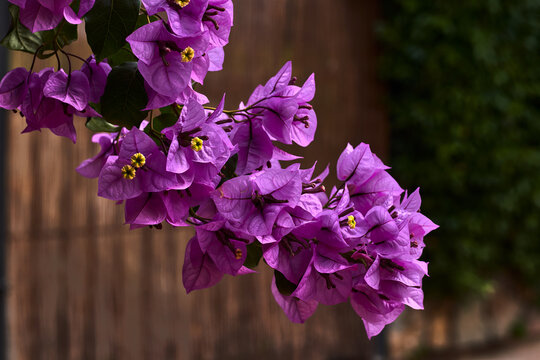 Branch Full Of Flowers With Purple Petals