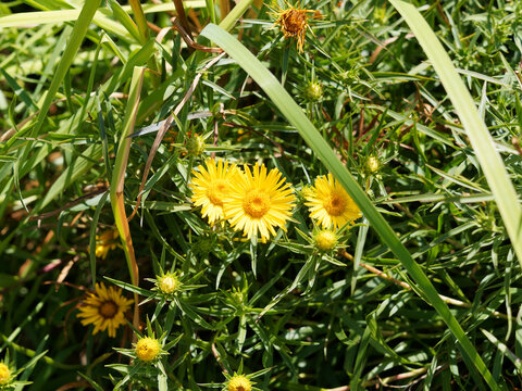 (Inula ensifolia) Schwert-Alant oder Schwertbl&auml;ttriger Alant 'Compacta' Lockere Horste mit gelben Bl&uuml;ten und dunkel-gr&uuml;n Bl&auml;tter in einen dicht-buschigem Habitus 