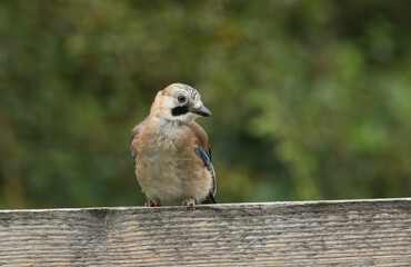 A cute fledgling Jay, Garrulus glandarius, perching on a wooden fence at the edge of woodland.