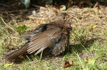 Obraz premium A pretty female Blackbird, Turdus merula, sunbathing on the grass in the early morning sunshine.