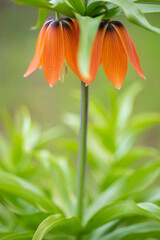 Fototapeta premium Orange flower royal grouse with lush leaves grow in the garden. Side view on blurred green background.