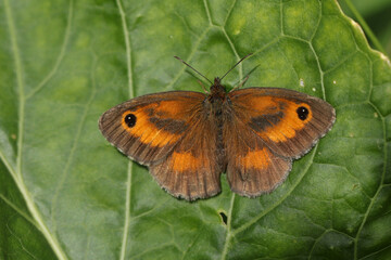 A beautiful Gatekeeper Butterfly, Pyronia tithonus, warming up with its wingspread on a leaf.