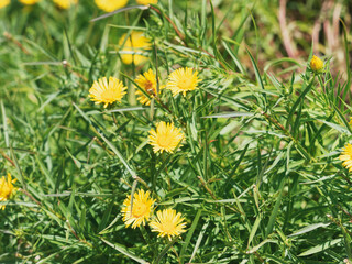 (Inula ensifolia) Schwert-Alant oder Schwertblättriger Alant 'Compacta' Lockere Horste mit gelben...