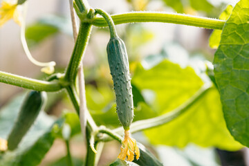 Ripe cucumber grows on a bush in a greenhouse.