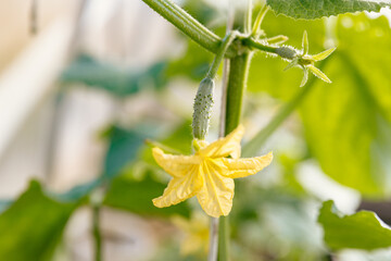 Tiny cucumber grows on a bush with large yellow flowers.