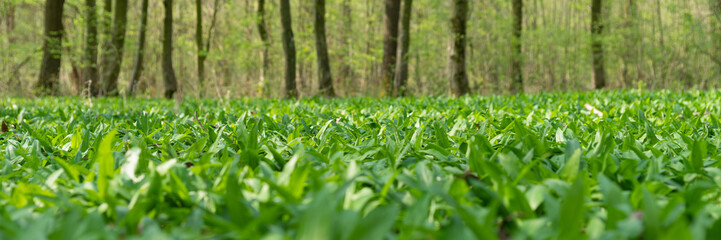 Wild galric in the forest