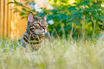 The Bengal cat is resting on a lush lawn in the shade of a bush.