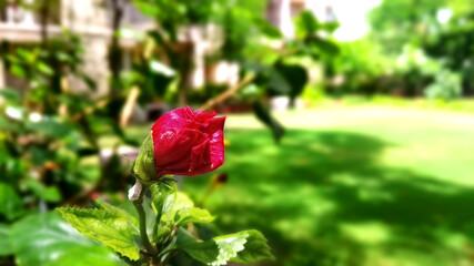 red rose bud with lovely background for writing space