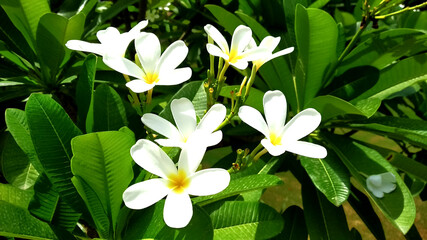 white frangipani flower wallpaper