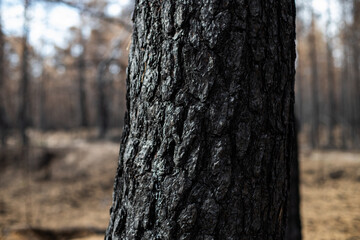 Black forest after the fire. Destruction of nature and climate change