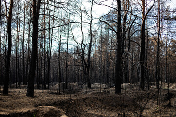 Naklejka premium Black forest after the fire. Destruction of nature and climate change