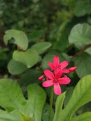 Fototapeta premium Pink flowers