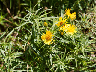 (Inula ensifolia) Schwert-Alant oder Schwertblättriger Alant 'Compacta' Lockere Horste mit gelben...