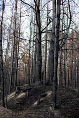 Black forest after the fire. Destruction of nature and climate change