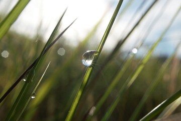 morning dew
