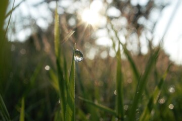 morning dew