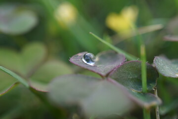 morning dew