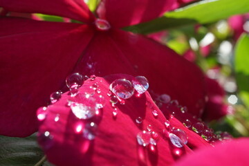 morning dew