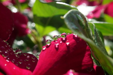 morning dew