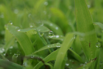 morning dew