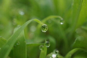 morning dew
