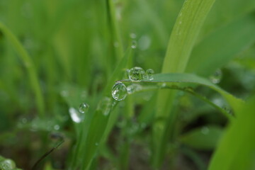 morning dew