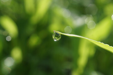 morning dew