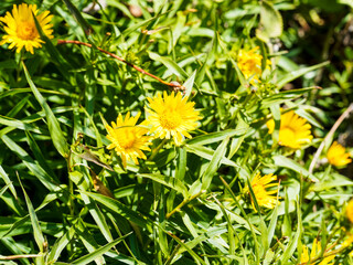 Schwertblättriger Alant 'Compacta' oder Zwerg-Alant, Sommerblühende Staude mit gelben Korbblüten